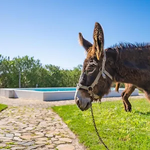 Burro , Portimão Portugal